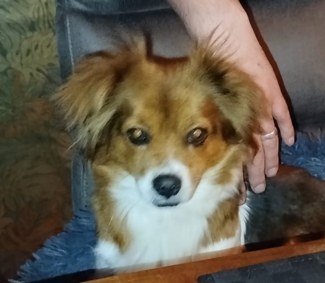 Lilly,kleine Kuschelmaus - Hunde - Himmelpforten