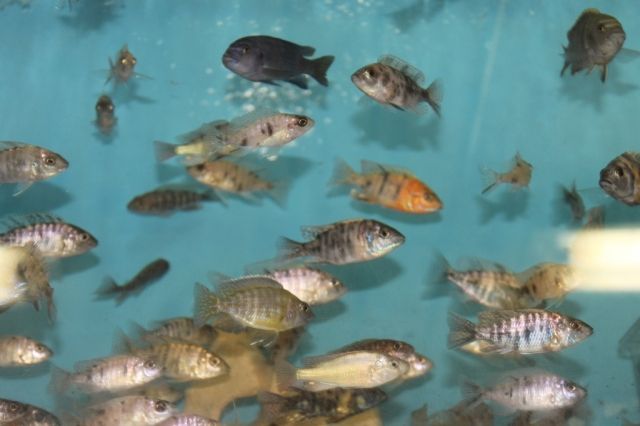 Verschiedene Malawis! 1000 Fische auf Bestand! 30 Arten! Ab 1 Euro! - Fische - Winhöring