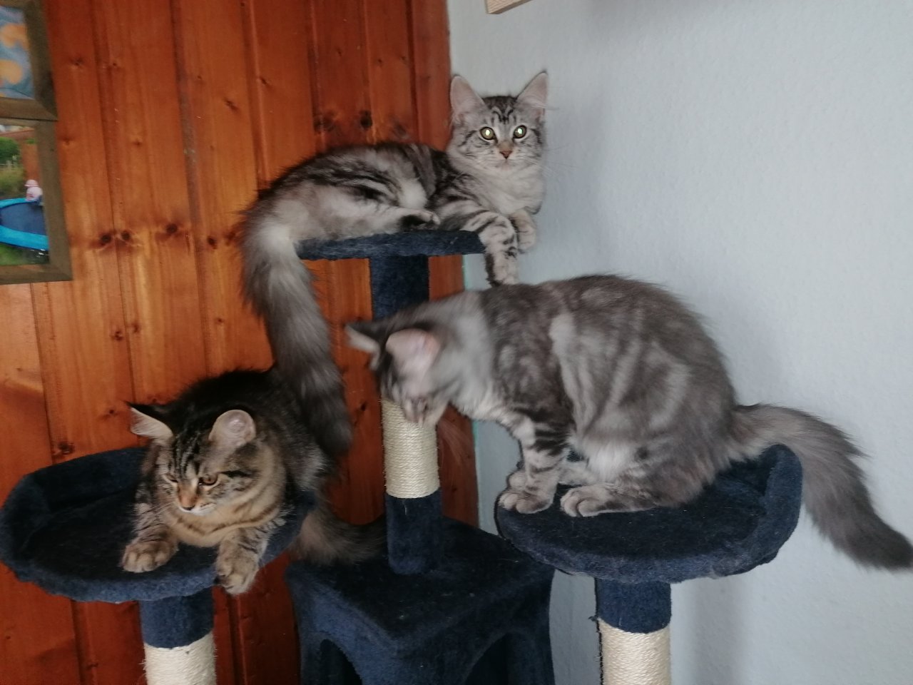 Gebe 3 Maine Coon mix Kitten ab - Katzen - Liebenburg