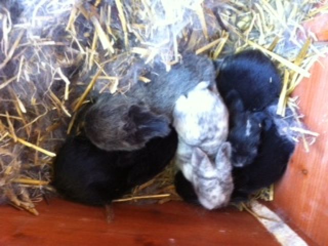 Kaninchenbabys - Hasen Kaninchen - Königswinter