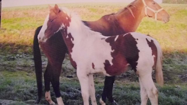 Pinto Hengst - Pferde - Saara