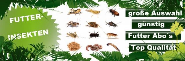 Lebende Futterinsekten - Frostfutter und Terraristikzubehör - Zubehoer Haustiere - Mainaschaff
