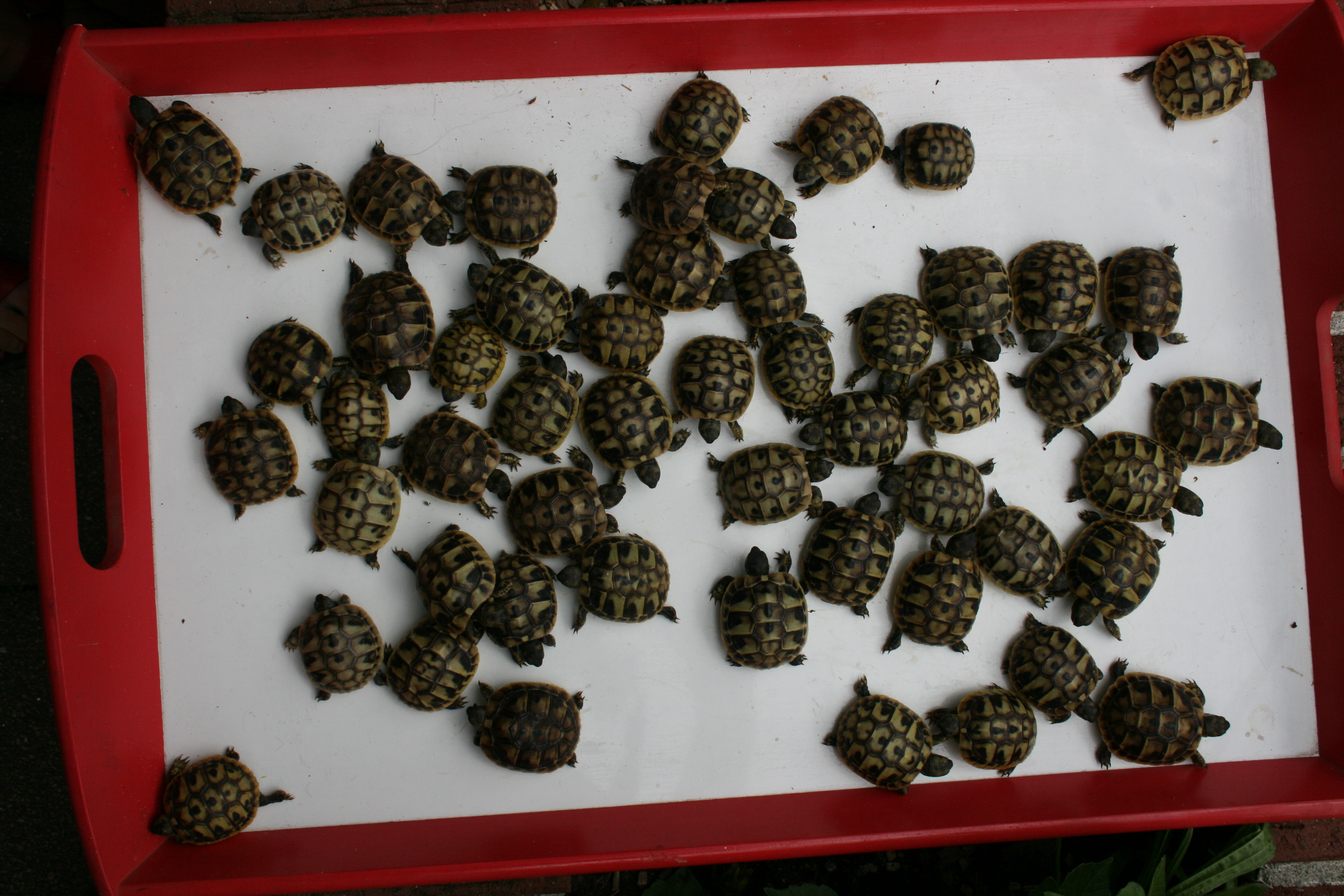 Griechische Landschildkrötenbabys 2021er zvk. - Reptilien - Ubstadt Weiher