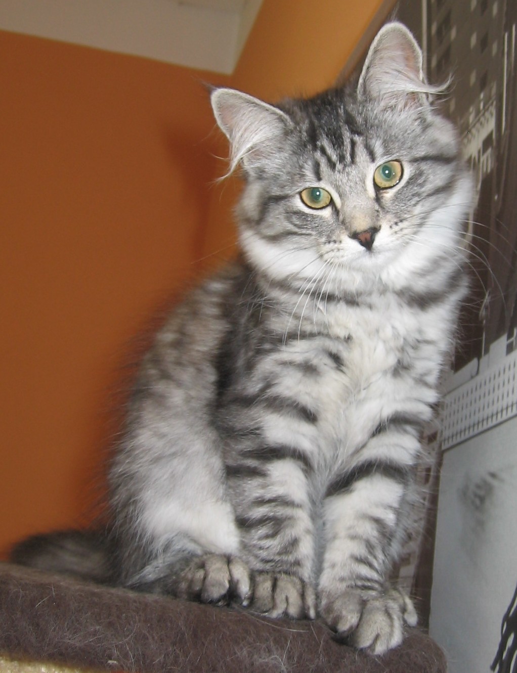 Sibirische Waldkatzen mit Stammbaum abzugeben - Katzen - humpolec