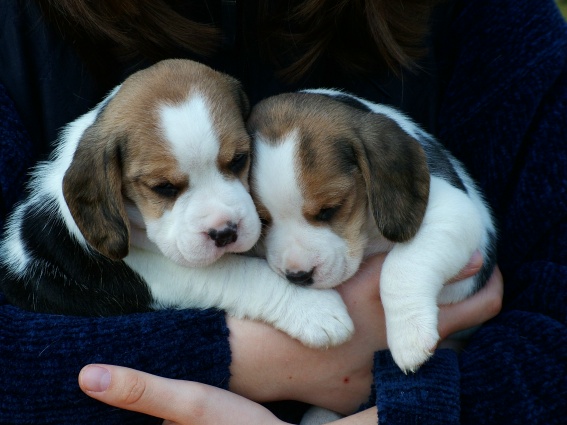 Beaglewelpen dreifarbig mit Papieren - Hunde - Schweinitz