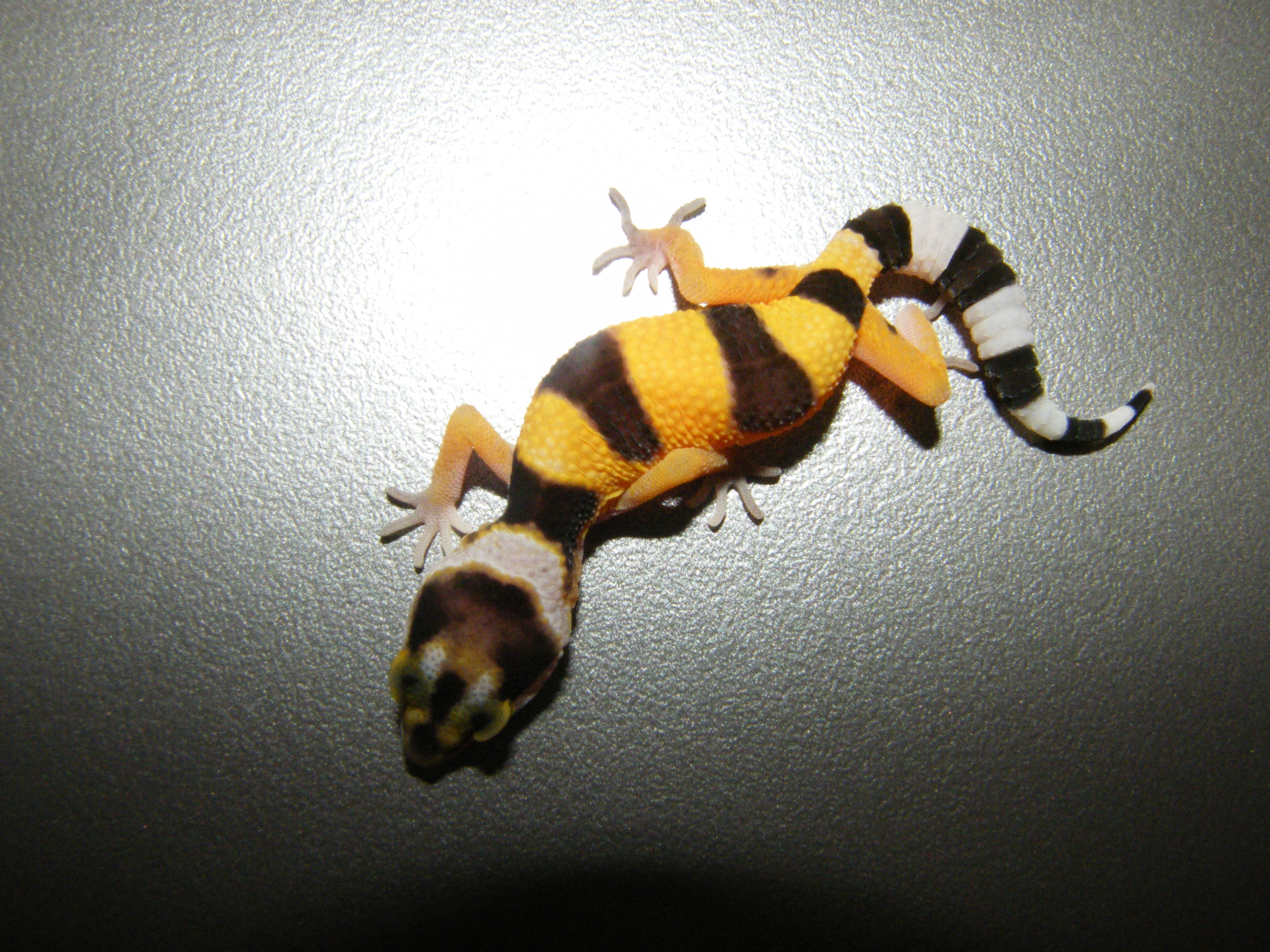 Super schöne Leopardgeckos  Eublepharis macularius abzugeben. - Reptilien - Langen Hessen