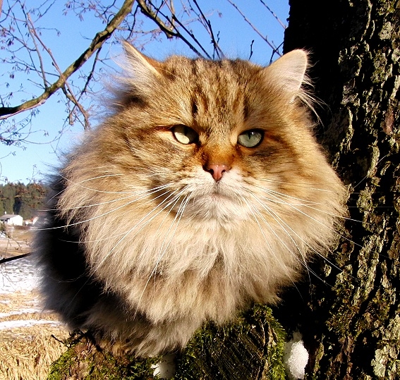 Sibirische Katzen - Katzen - Wegscheid