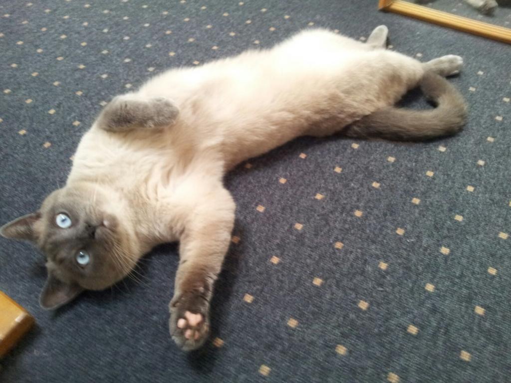 Kater vermisst in Dietzenbach - Bitte melden ! - Entlaufen Zugelaufen - Dietzenbach