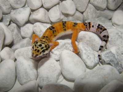Leopardgeckos  Eublepharis macularius  super schöne intensive Farben. - Reptilien - Langen Hessen