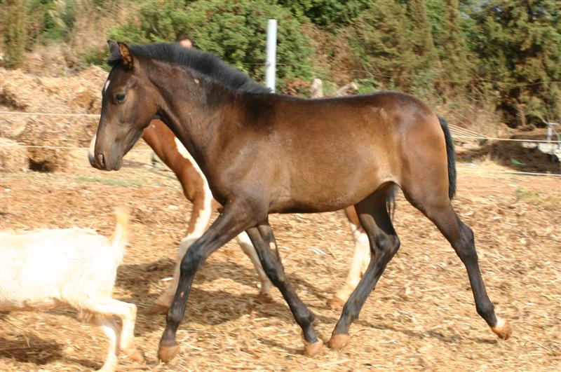 PLATERO Hengstfohlen - Pferde - Hungenroth