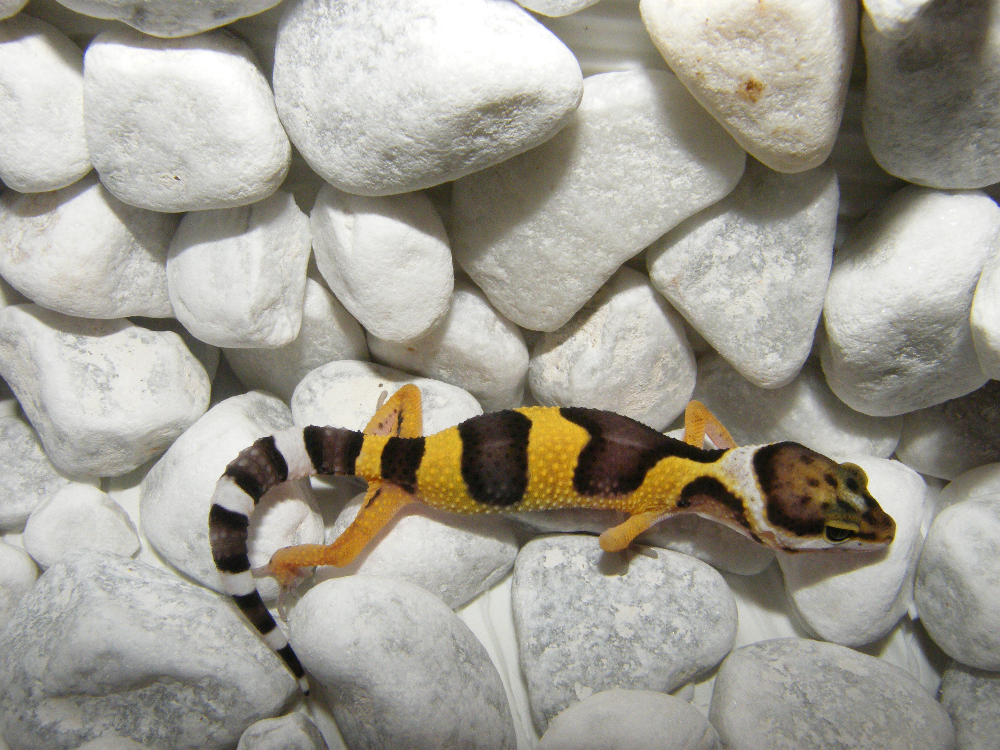 Leopardgeckos  Eublepharis macularius   super schöne intensive Farben. - Reptilien - Langen Hessen