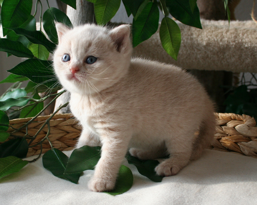 Traumhaftschöne und liebe BKH Kitten - Katzen - Herrieden