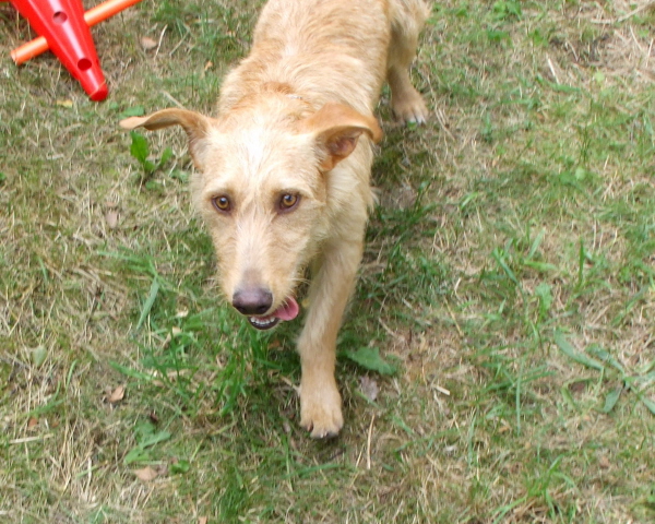 Notfall      Rubio sucht dringend ein neues Zuhause - Hunde - Satow