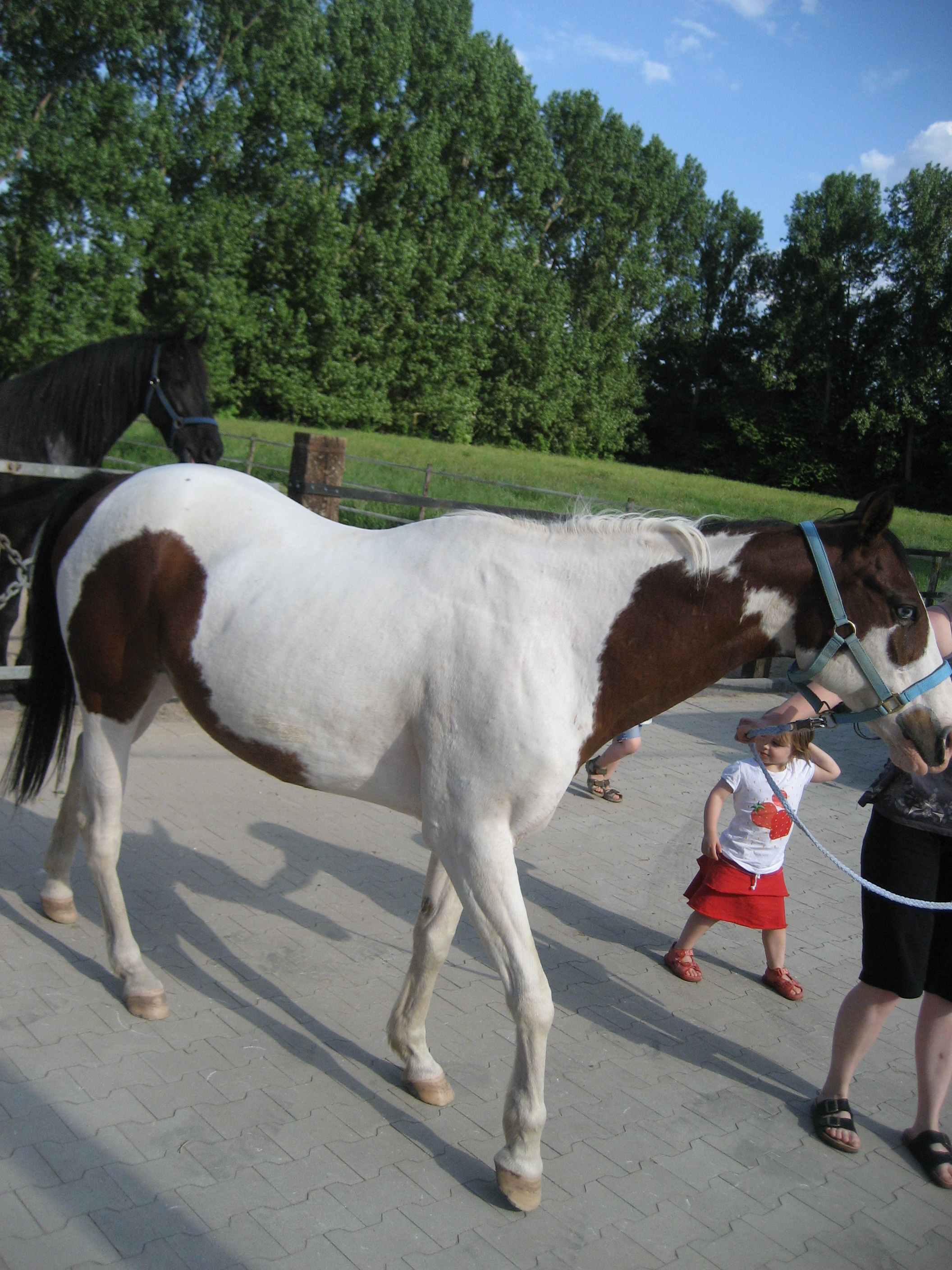 Biete 2 Reitbetiligungen an Paint-Horse Wallachen an - Pferde - Nettetal