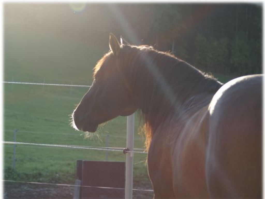 Quarterhorse Deckhengst - Pferde - Riedering