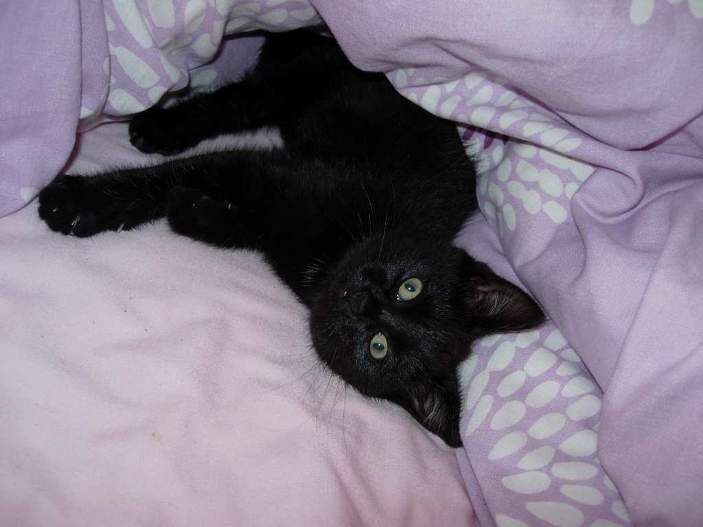 Flugpate für Babykatze gesucht!!! - Flugpaten - Hamburg