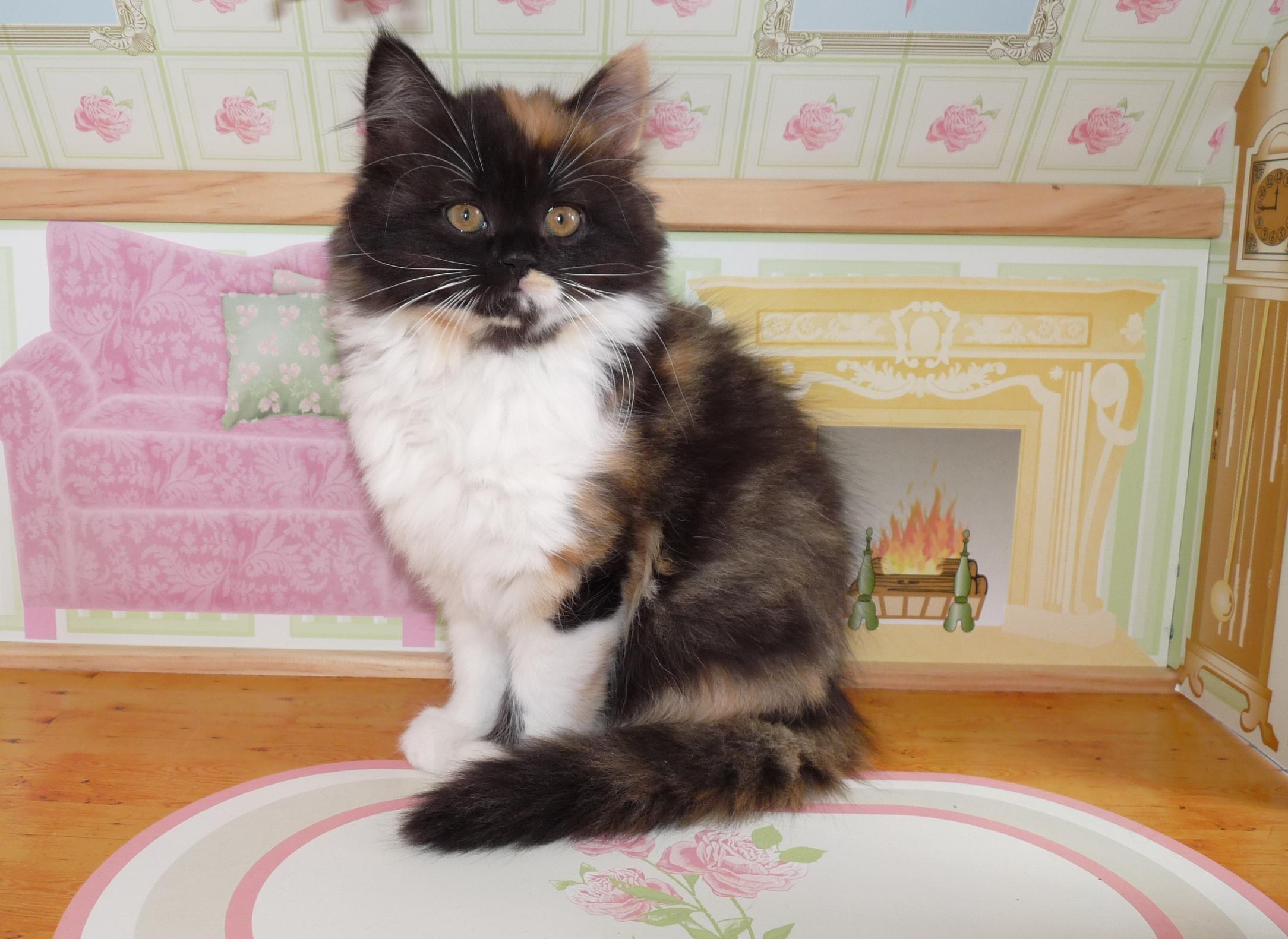 Süße BLH  Highlander  abzugeben - Katzen - Hoyerswerda