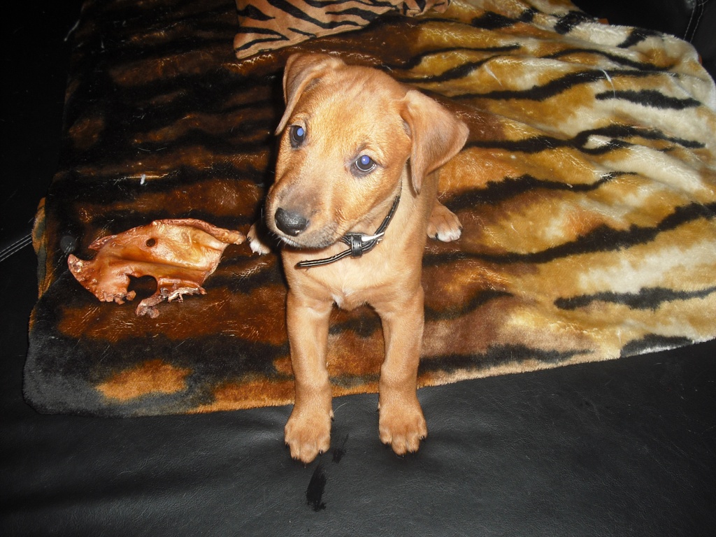Mischlingshündin 8wo. zu verkaufen! - Hunde - Mönchengladbach