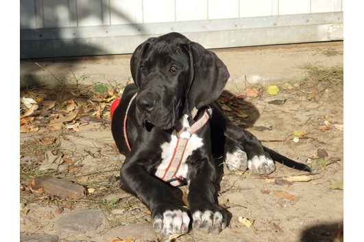 Deutsche Doggenwelpen - Hunde - Tangerhütte