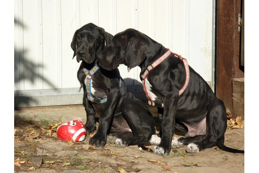 Deutsche Doggenwelpen - Hunde - Tangerhütte