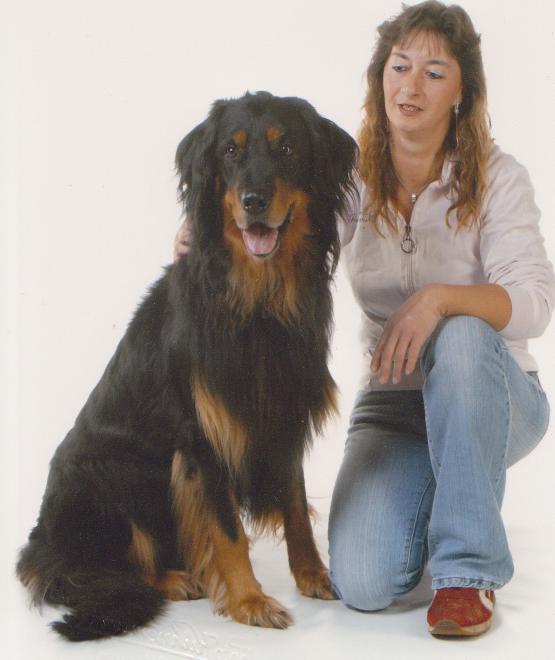 Hovawartwelpen in blond und schwarzmarkenfarbig zu verkaufen - Hunde - Delitzsch