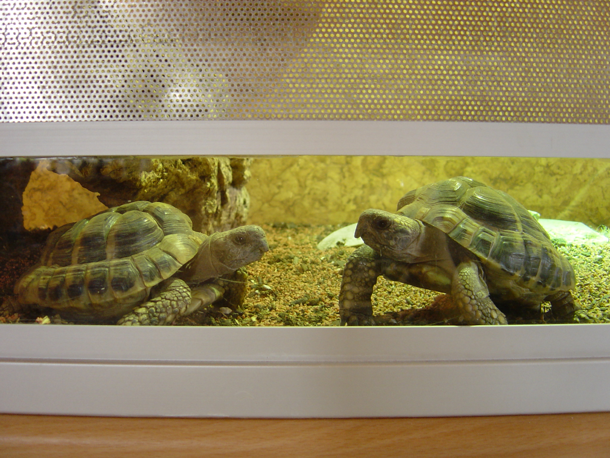2 männliche Landschildkröten 04 zu verkaufen - Reptilien - Willich