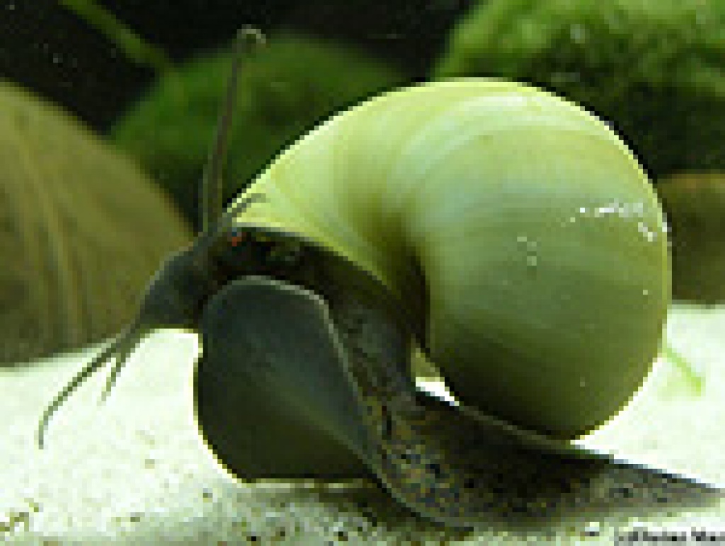 Grüne apfelschnecken - Fische - Ballenstedt