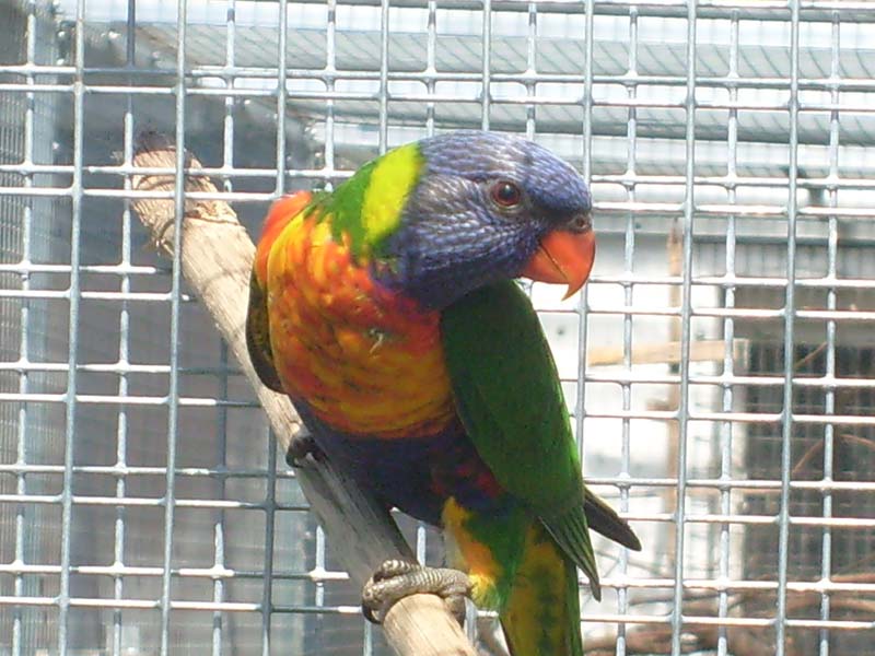 Verkaufe ein Gebirgslori NZ 09 - Voegel - Loburg