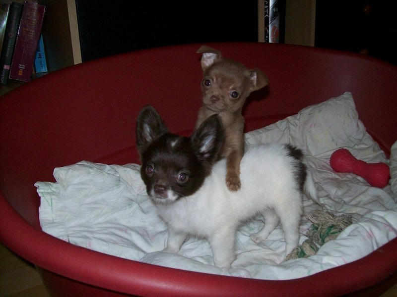 Chihuahuawelpen - Hunde - Berlin