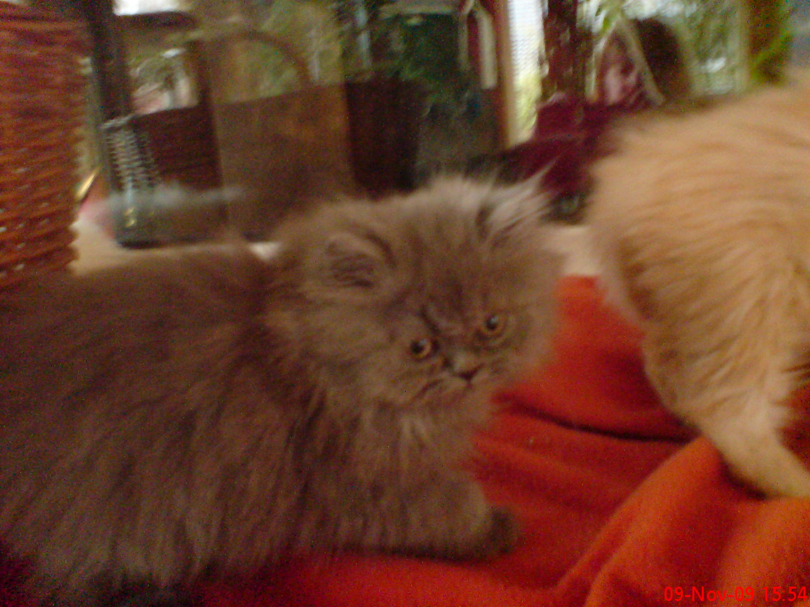 Perserbabys - Katzen - Stolpen