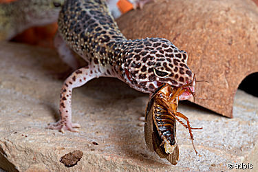Hallo habe vier süsse leopardgeckos abzugeben bzw tuaschen - Reptilien - Essen