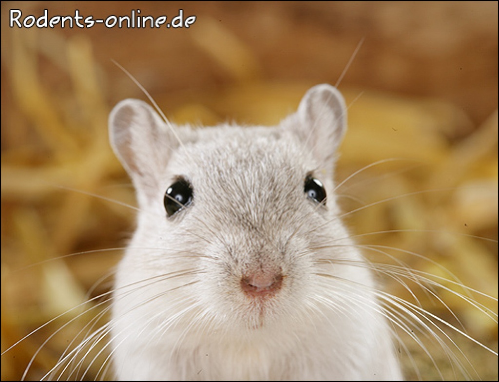 Bildschöne Rennmäuse aus Vereinszucht - Nagetiere - Hausham