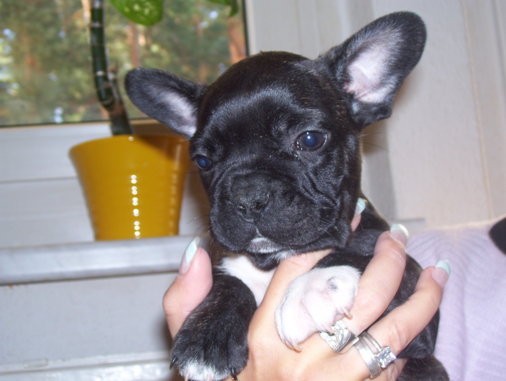 4 Reinrassige Franz. Bulldoggen, mit Nase und Figur - Hunde - Kloster Lehnin