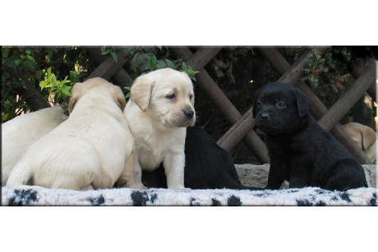 Süße Labradorwelpen zu verkaufen - Hunde - Essen