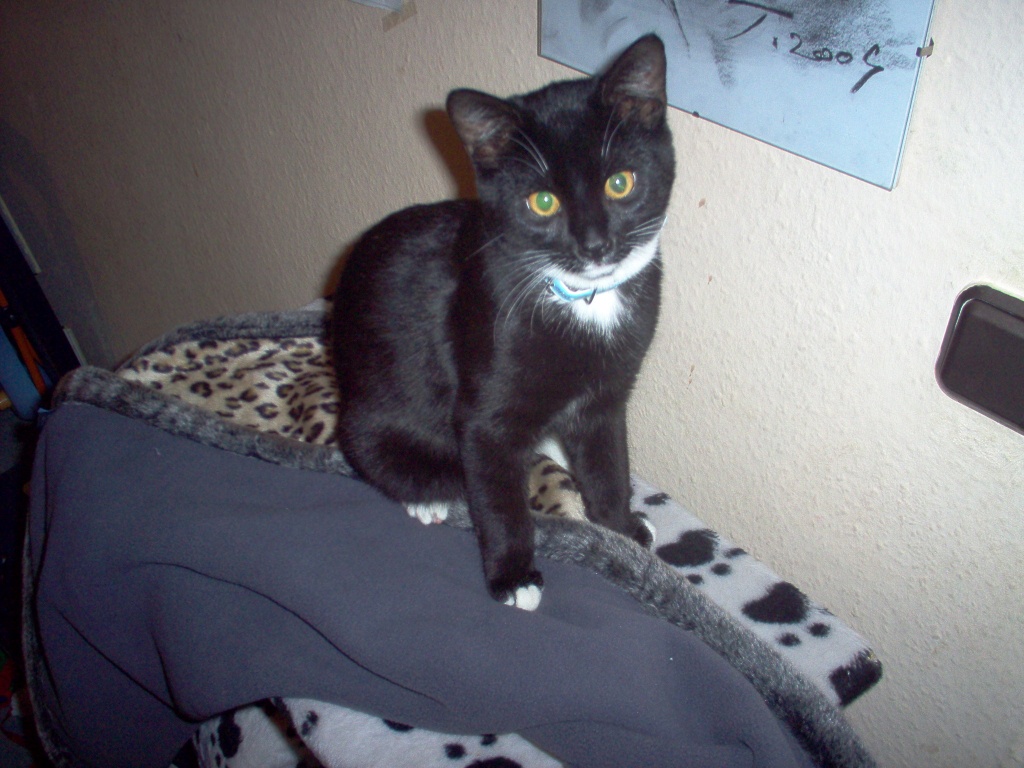 Kater suchen neues Zuhause - Katzen - Krefeld