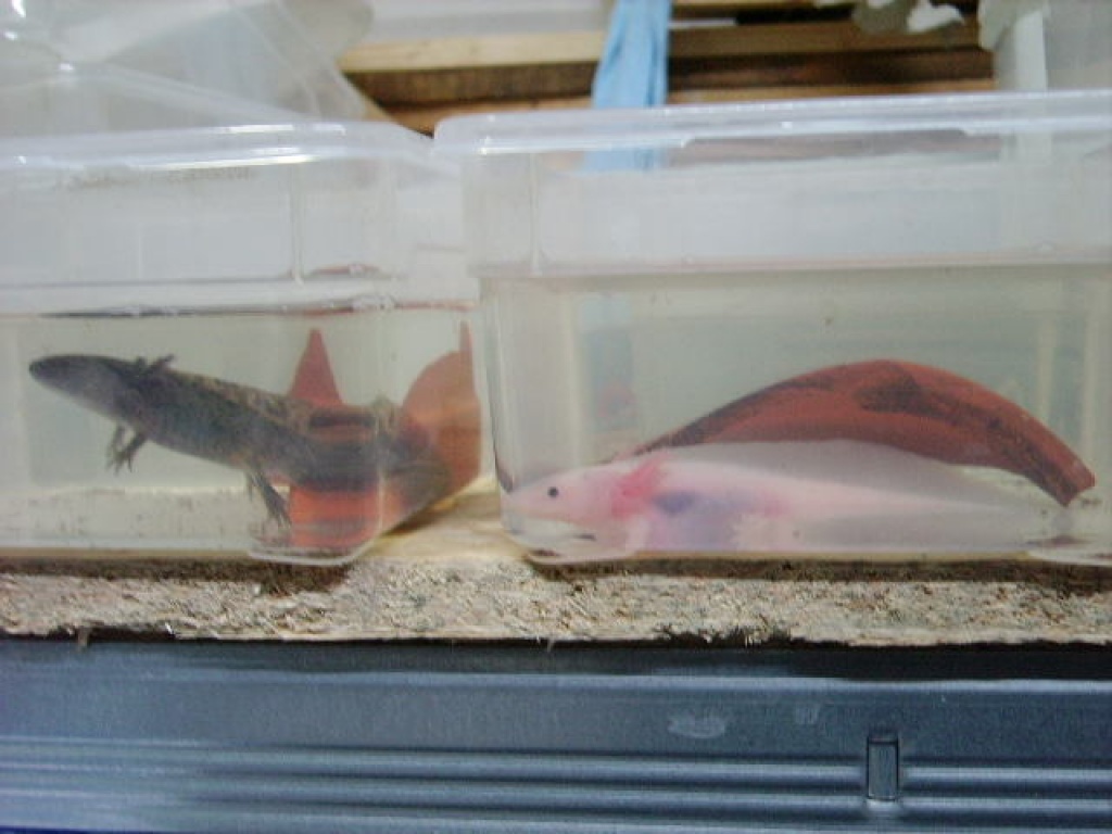 Axolotl zu verkaufen - Amphibien - Bad Berleburg