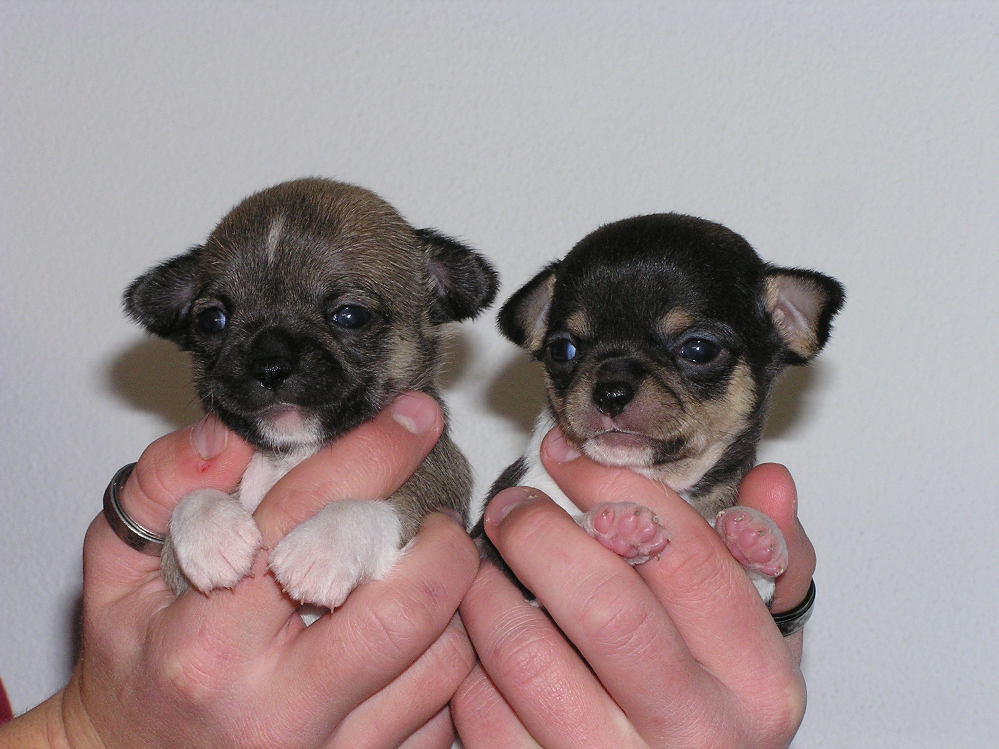 Chihuahua Welpen - Hunde - Czech