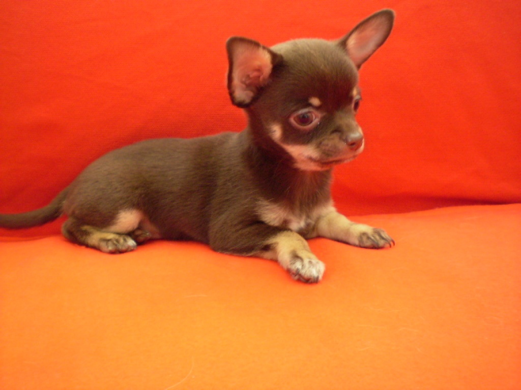 Süsse Verschmuste Chihuahuawelpen mit Stammbaum - Hunde - Jetzelsdorf