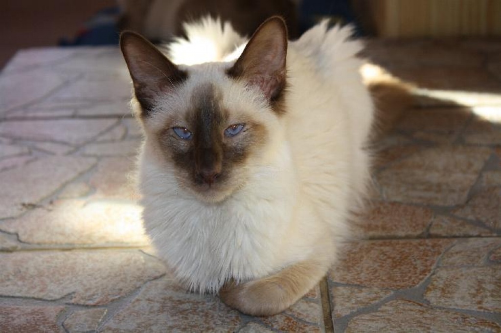 Balinese Katerchen - Katzen - Hessen