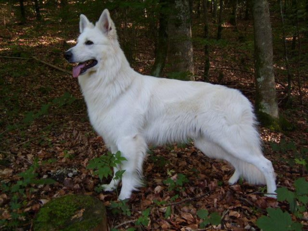 Deckrüde - weißer Schäferhund - Hunde - Haigerloch