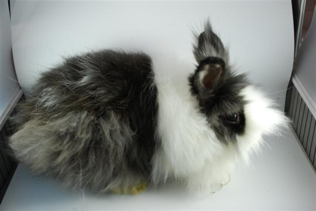 Teddyzwergrammler schwarz-weiß Holländer - Nagetiere - Berlin