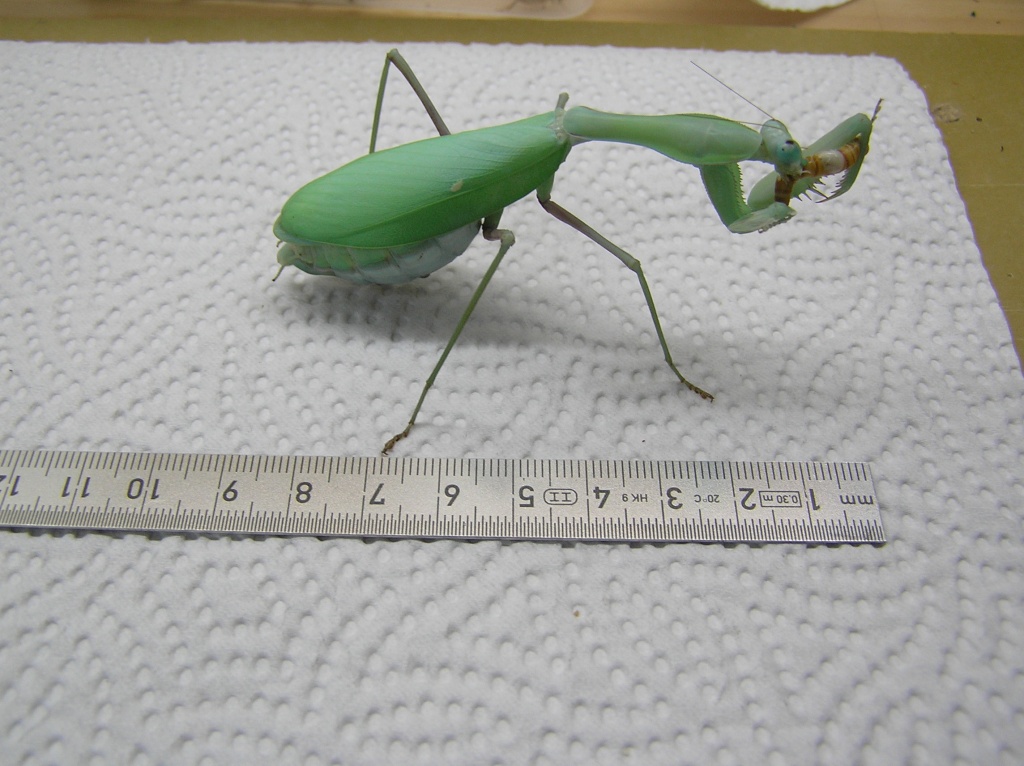 Indische Riesengottesanbeterin (Hierodula Membranacea) - Insekten - Hamm