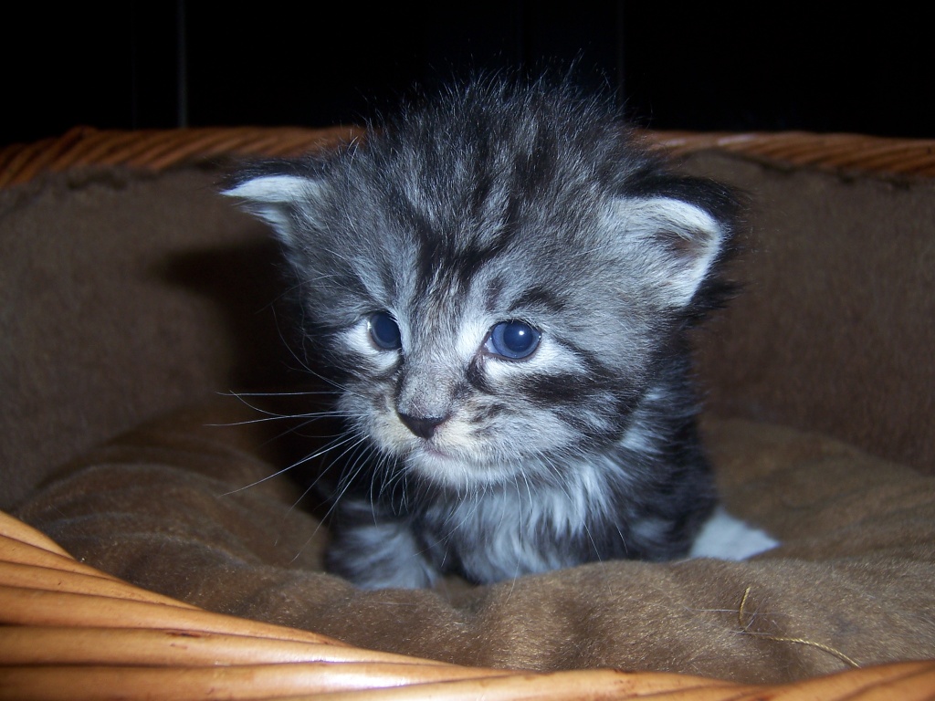 6 süße Maine Coon Kitten suchen ab Mitte September neues Zuhause - Katzen - Leipzig