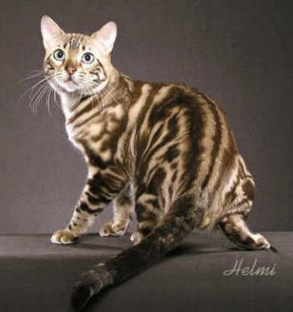 LUXURY Bengal kitten boys mit Pedigree aus USA Linie - Katzen - Klietz