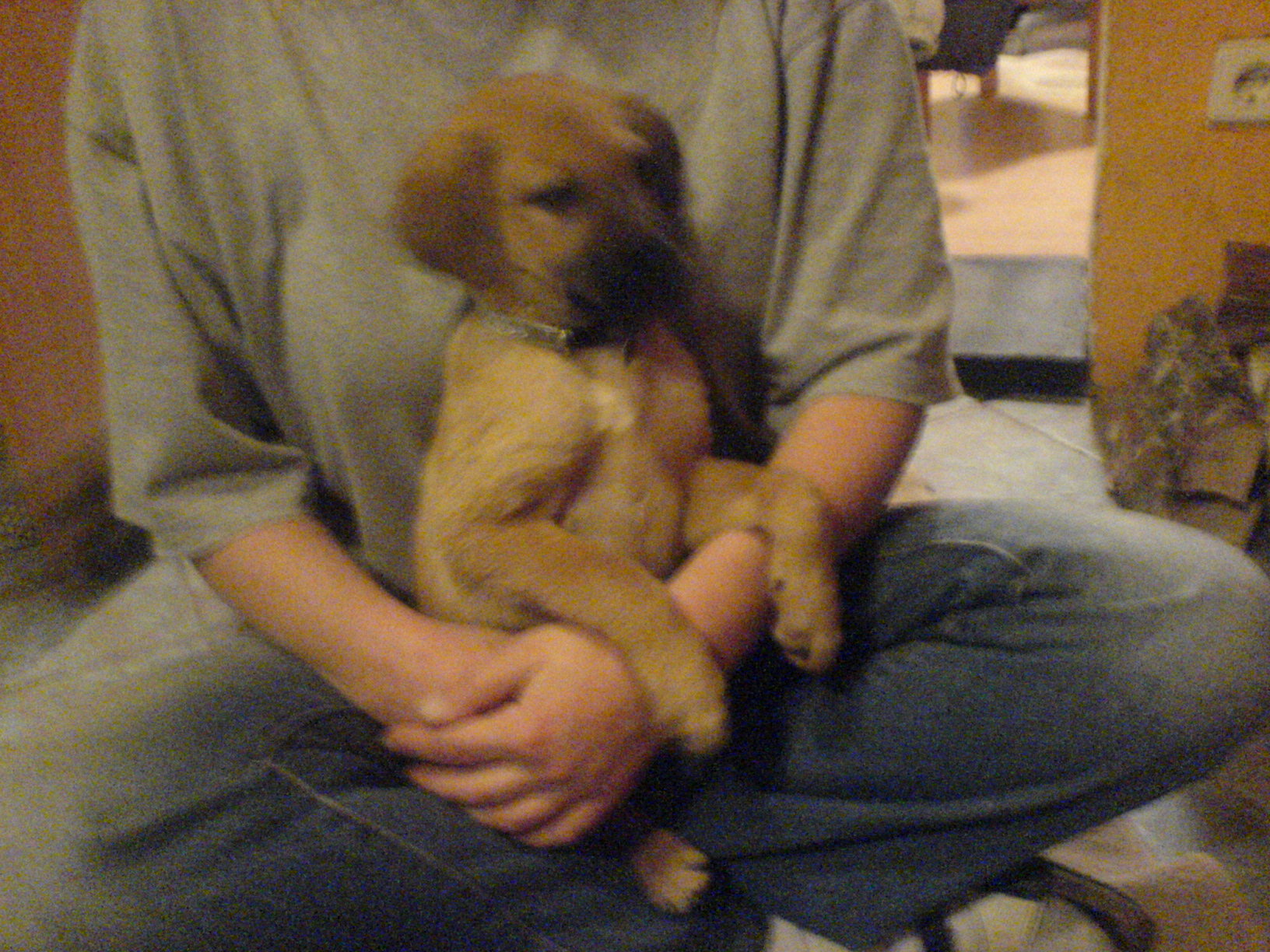 3 Mischlingsmädchen suchen ein Heim - Hunde - Hohengöhren