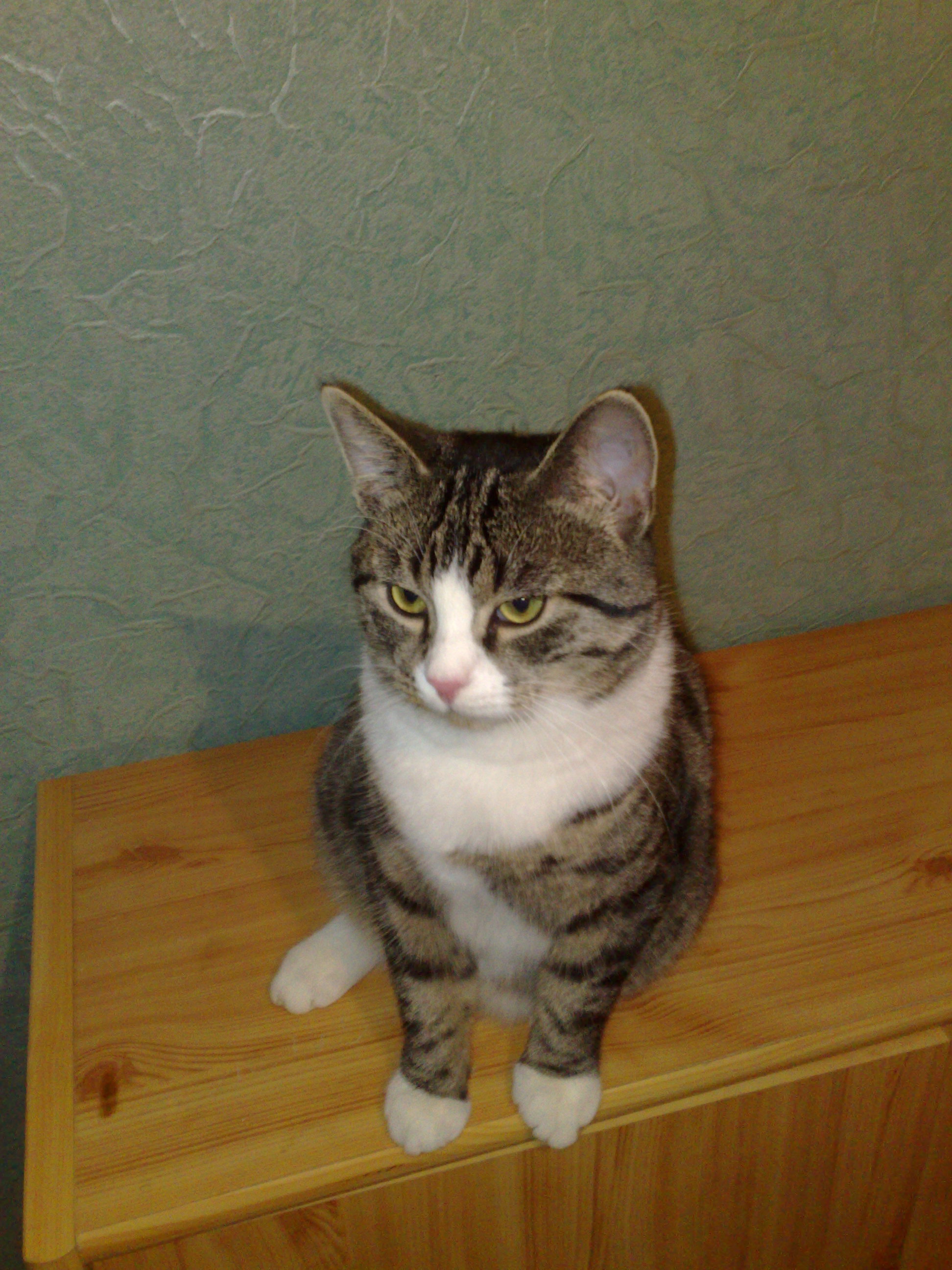 4 KATZENKINDER SUCHEN EIN ZUHAUSE - Katzen - Geldern