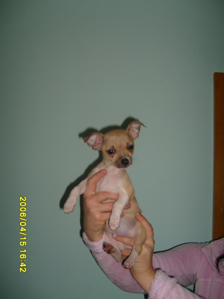 Wunderschöne Chihuahuawelpen - Hunde - Innsbruck