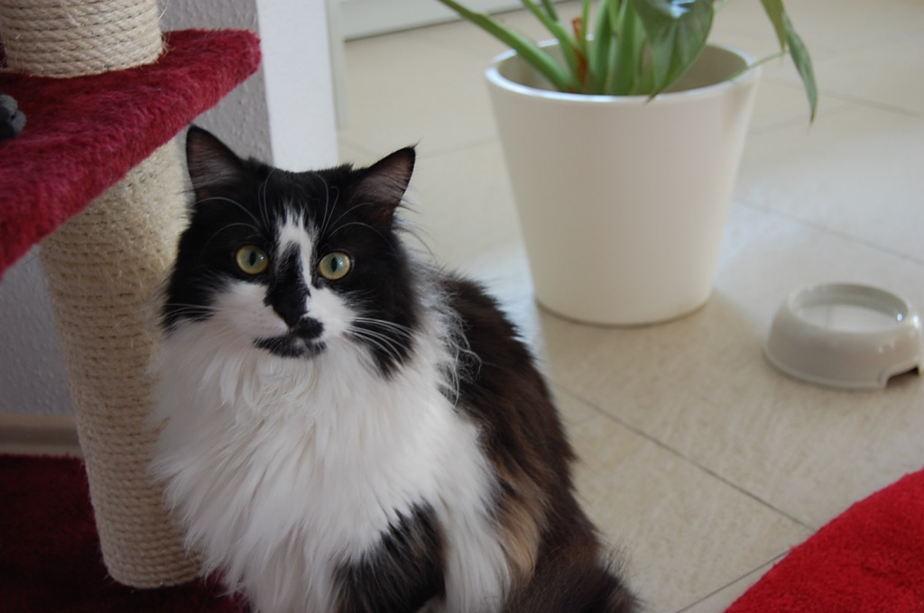 Schwarz-weiße langhaarige Katze in Egelsbach vermisst ! - Entlaufen Zugelaufen - Egelsbach