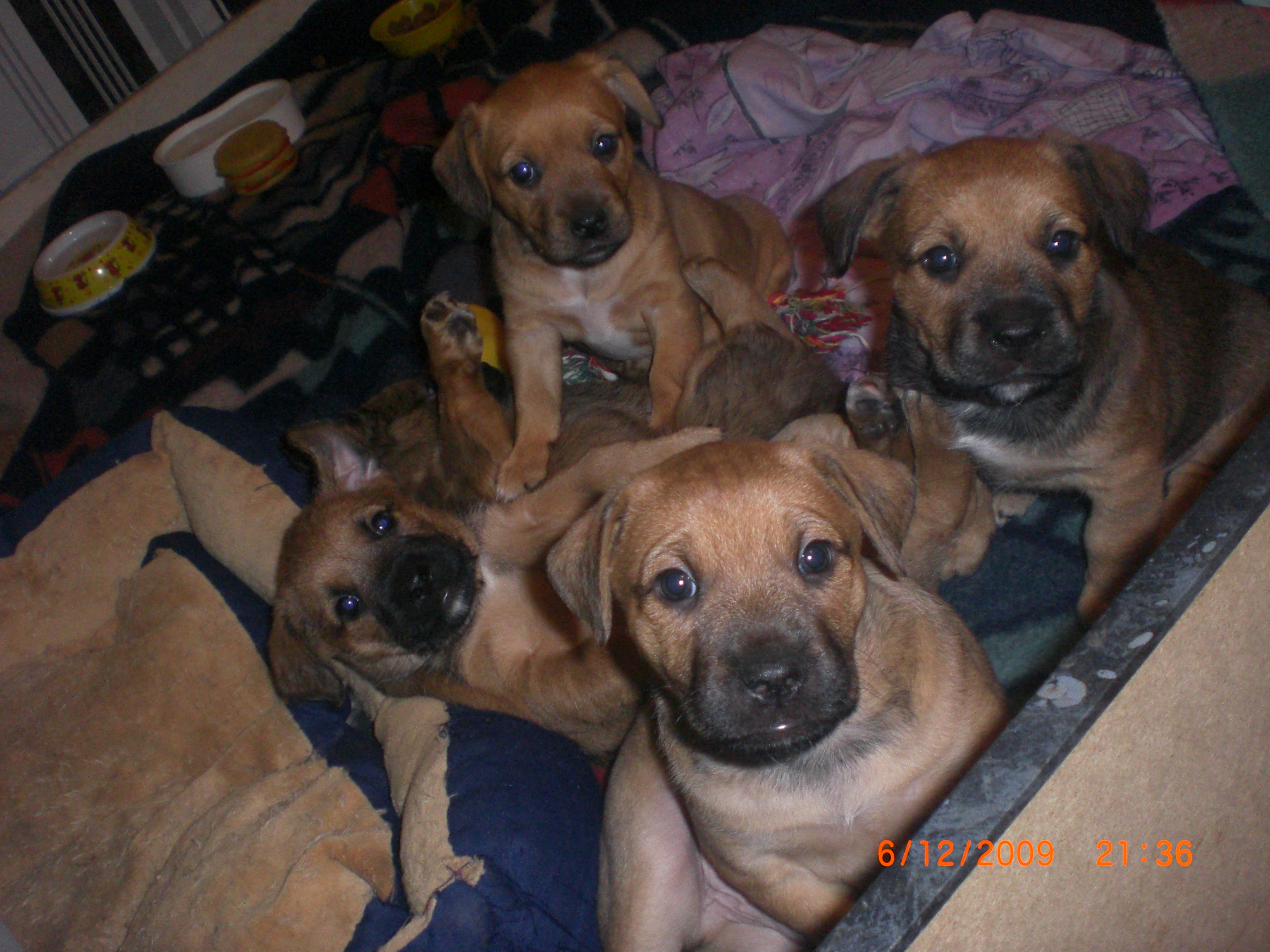 5 Süsse Mischlingswelpen - Hunde - Sackwitz