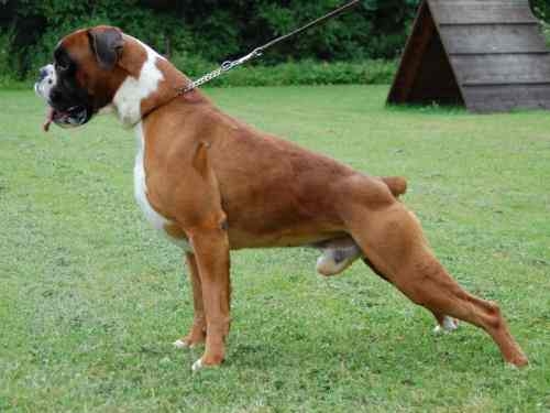 Boxerwelpen - Hunde - Kyjov